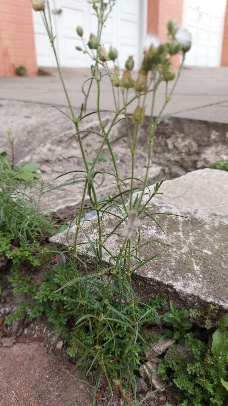 Spergula grandis — houseplant care guide