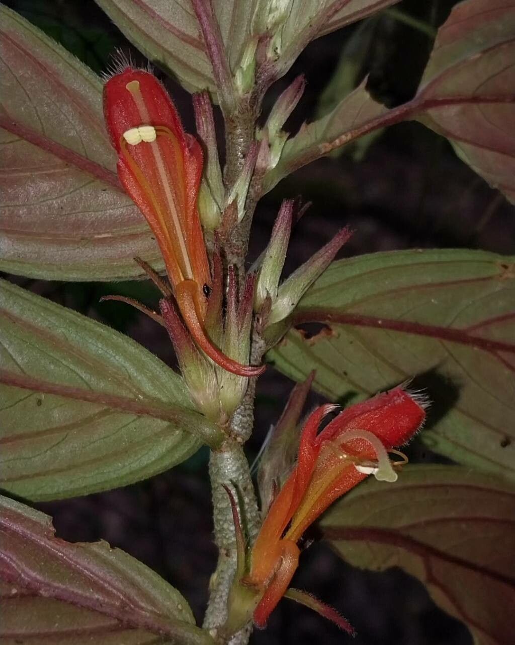 Columnea verecunda flower