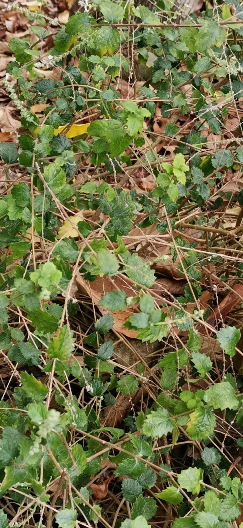 Aloysia chamaedryfolia habit