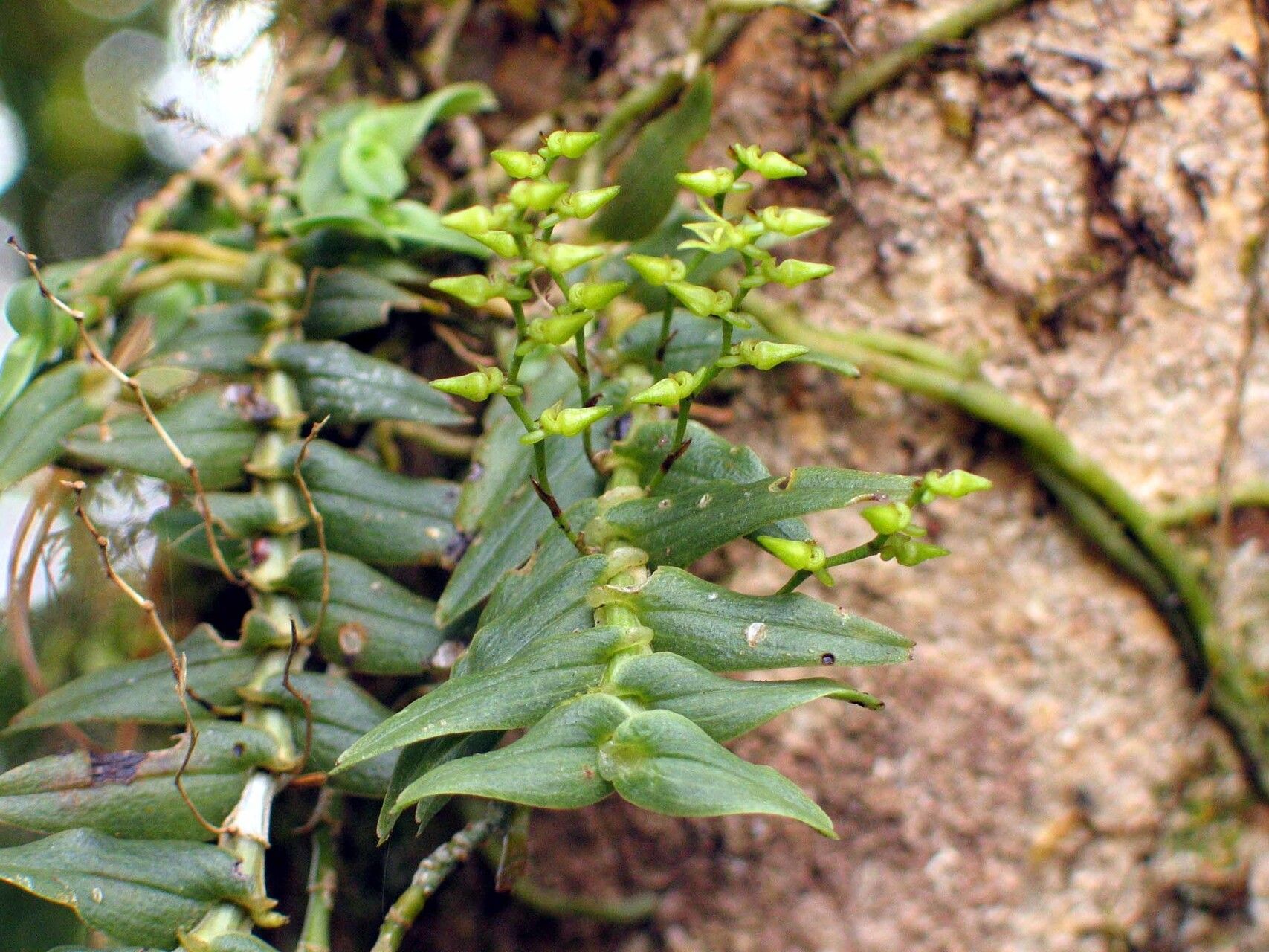 Angraecum appendiculoides — houseplant care guide