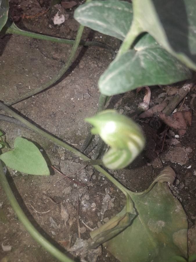 Aristolochia californica flower