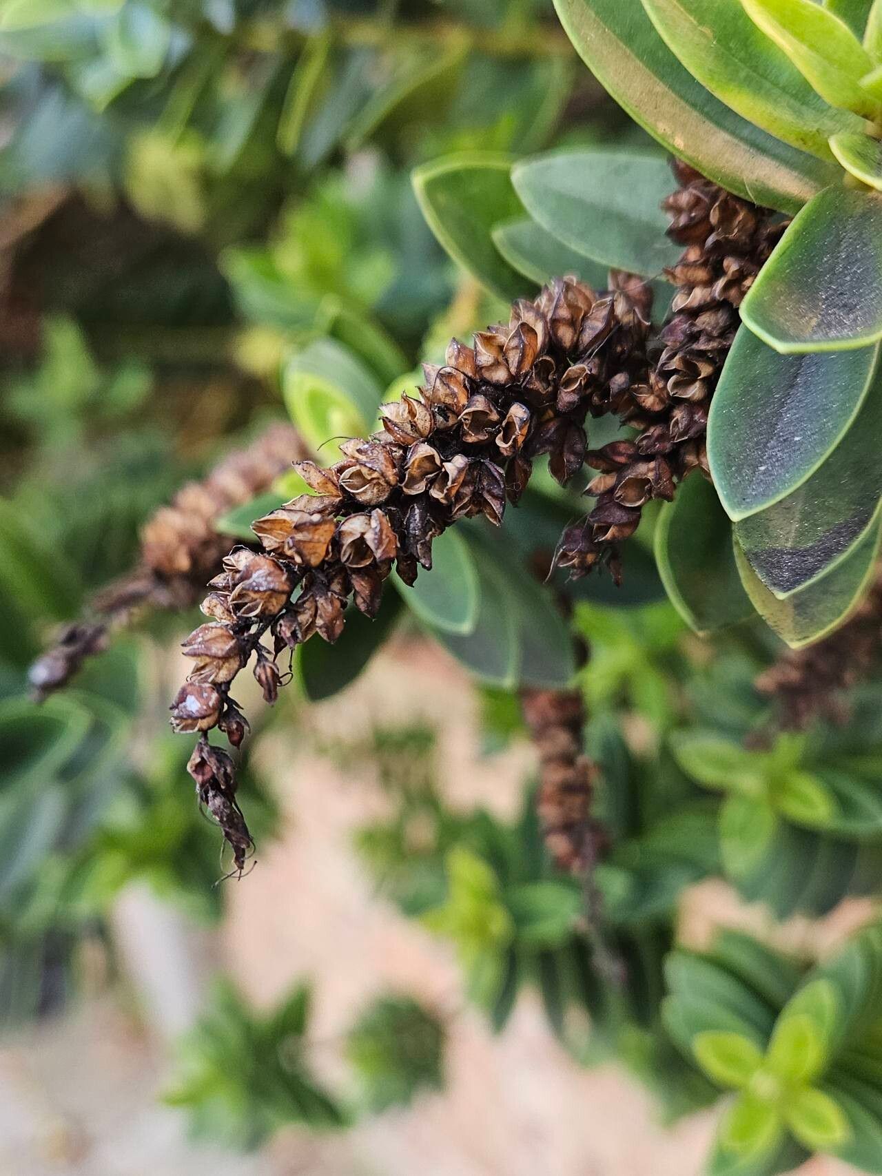 Veronica brachysiphon fruit