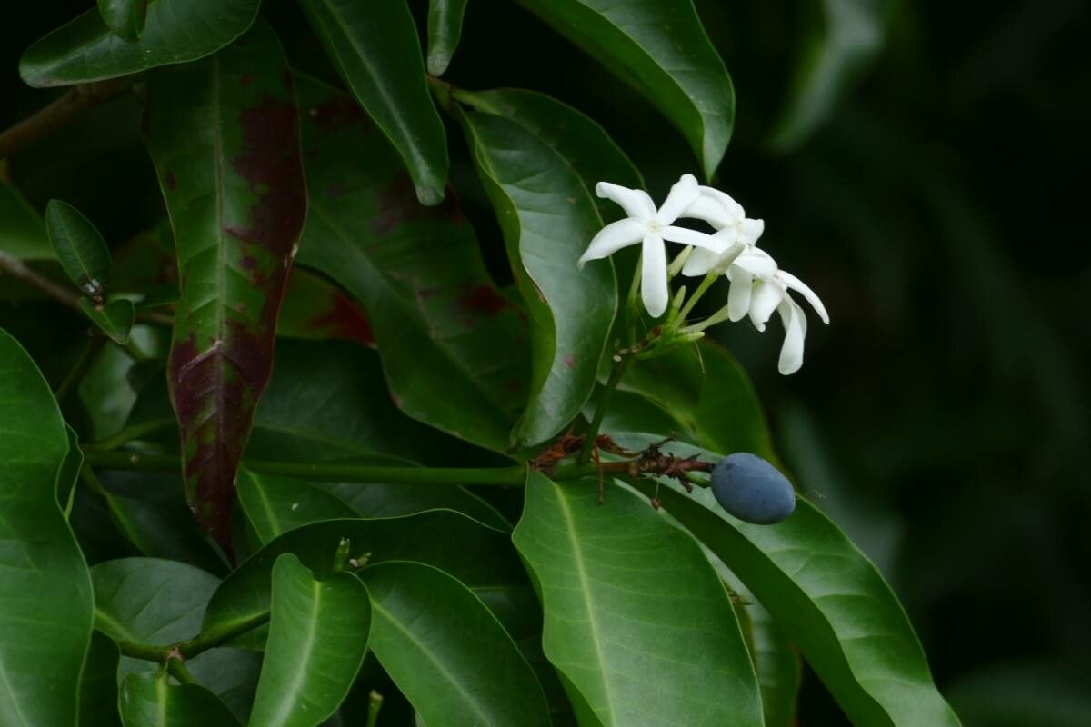 Kopsia arborea — related species from the same genus