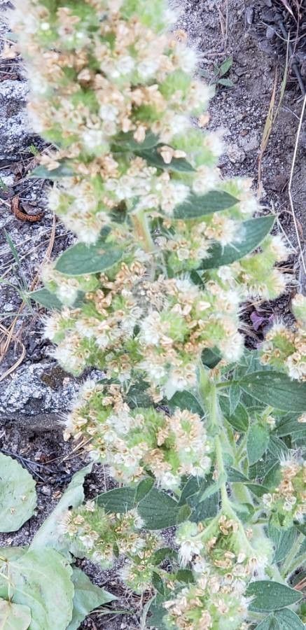Phacelia heterophylla leaf