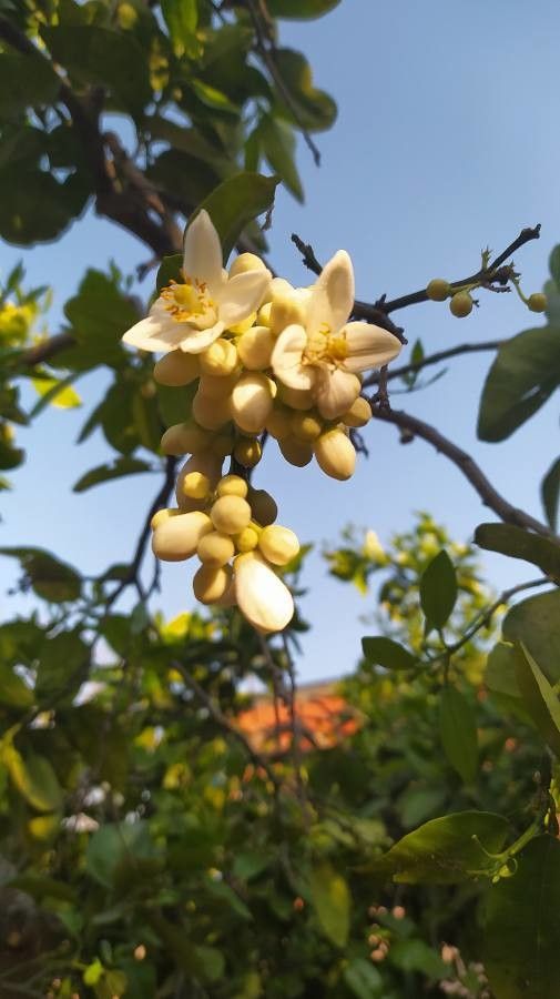 Citrus paradisi flower