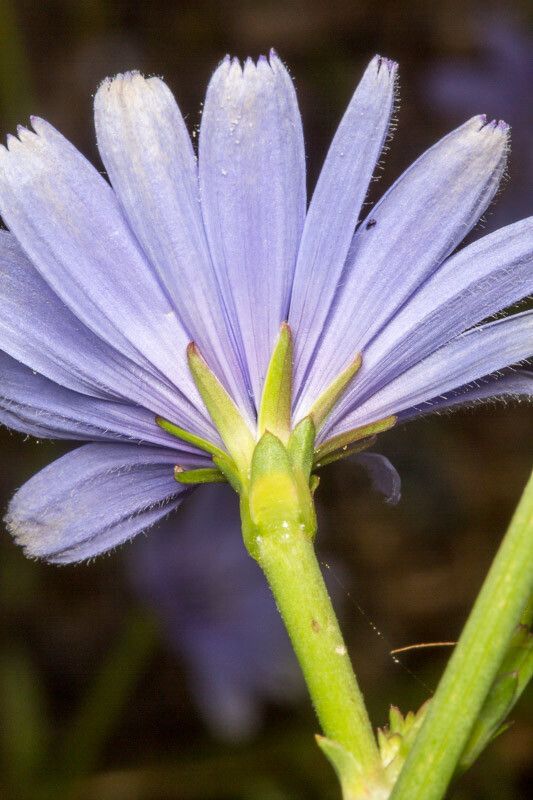 Cichorium pumilum bark