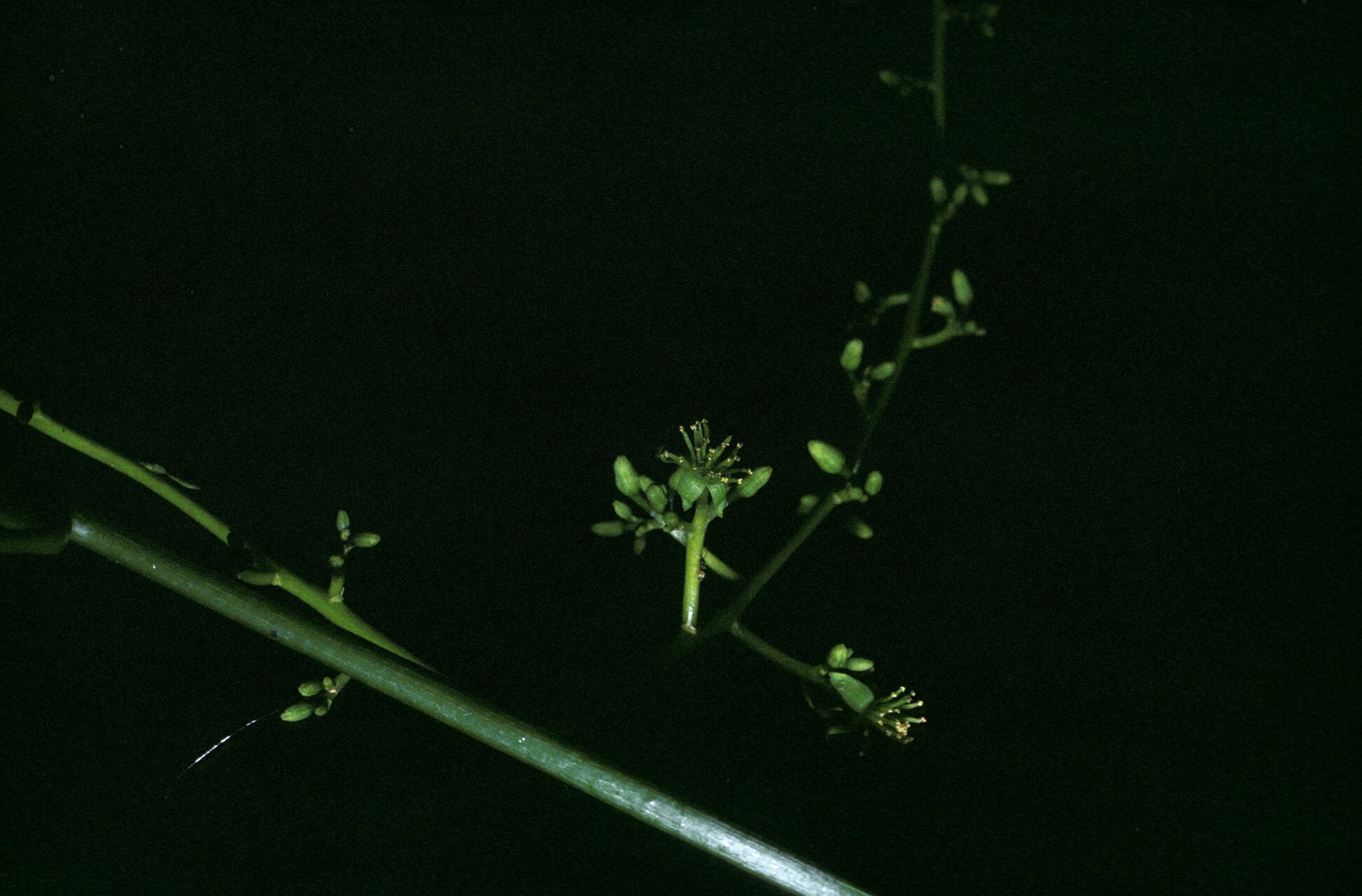 Plukenetia polyadenia bark