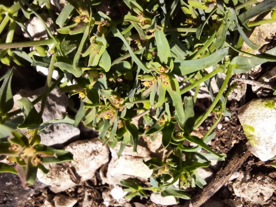Euphorbia sulcata flower