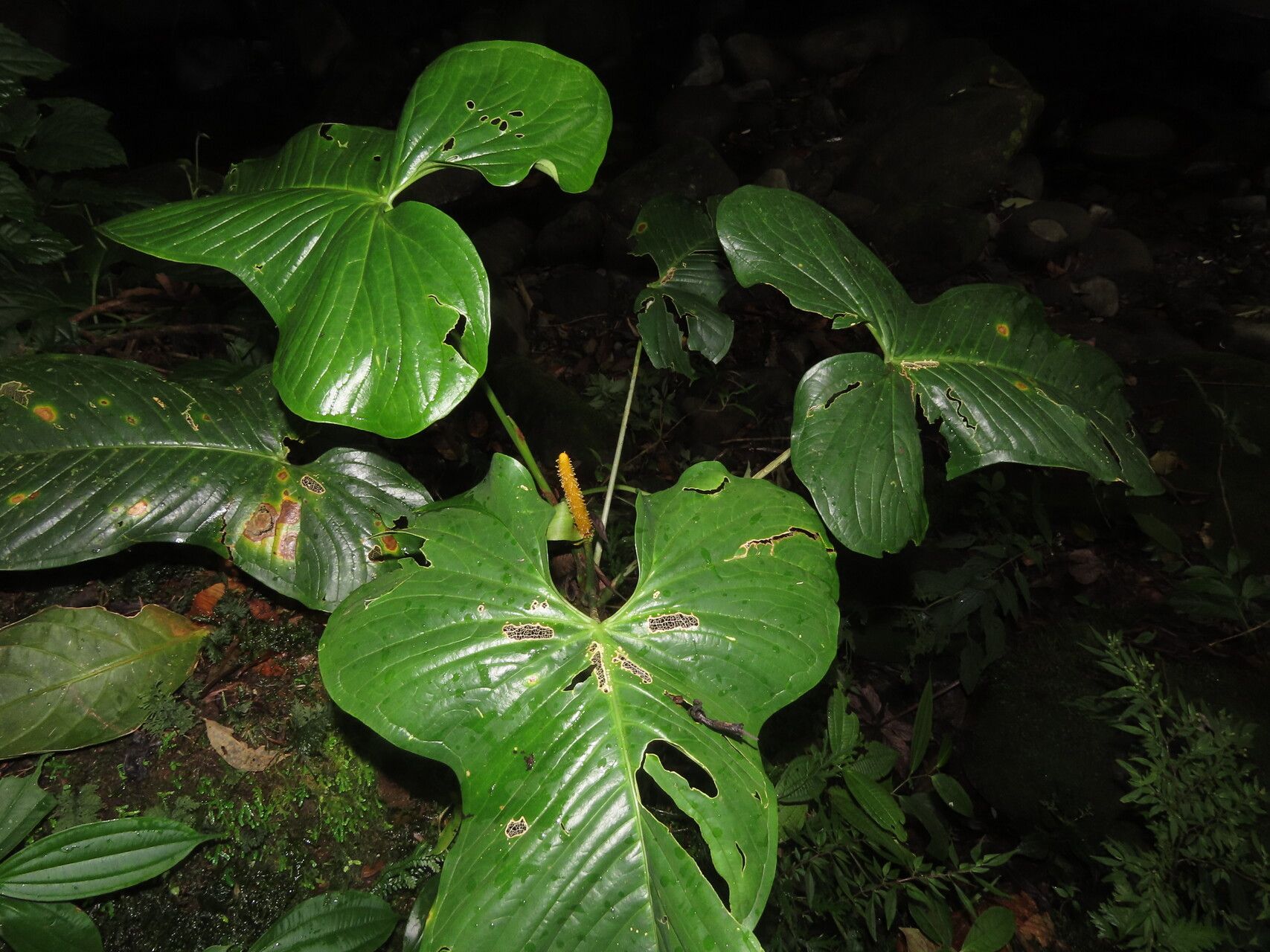 Anthurium panduriforme — houseplant care guide