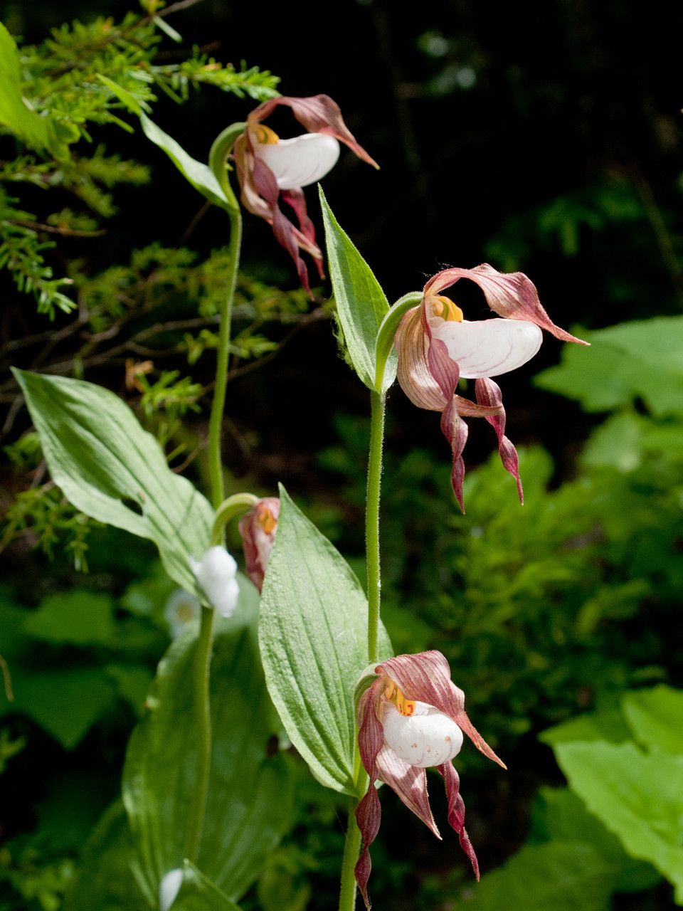 Cypripedium montanum flower
