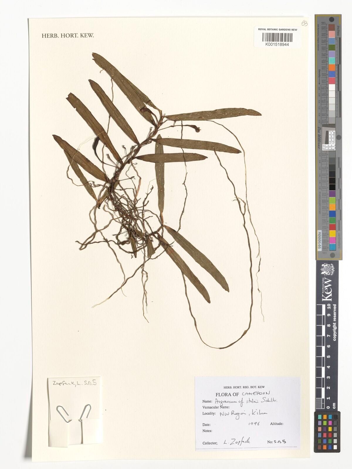 Angraecum stolzii — houseplant care guide