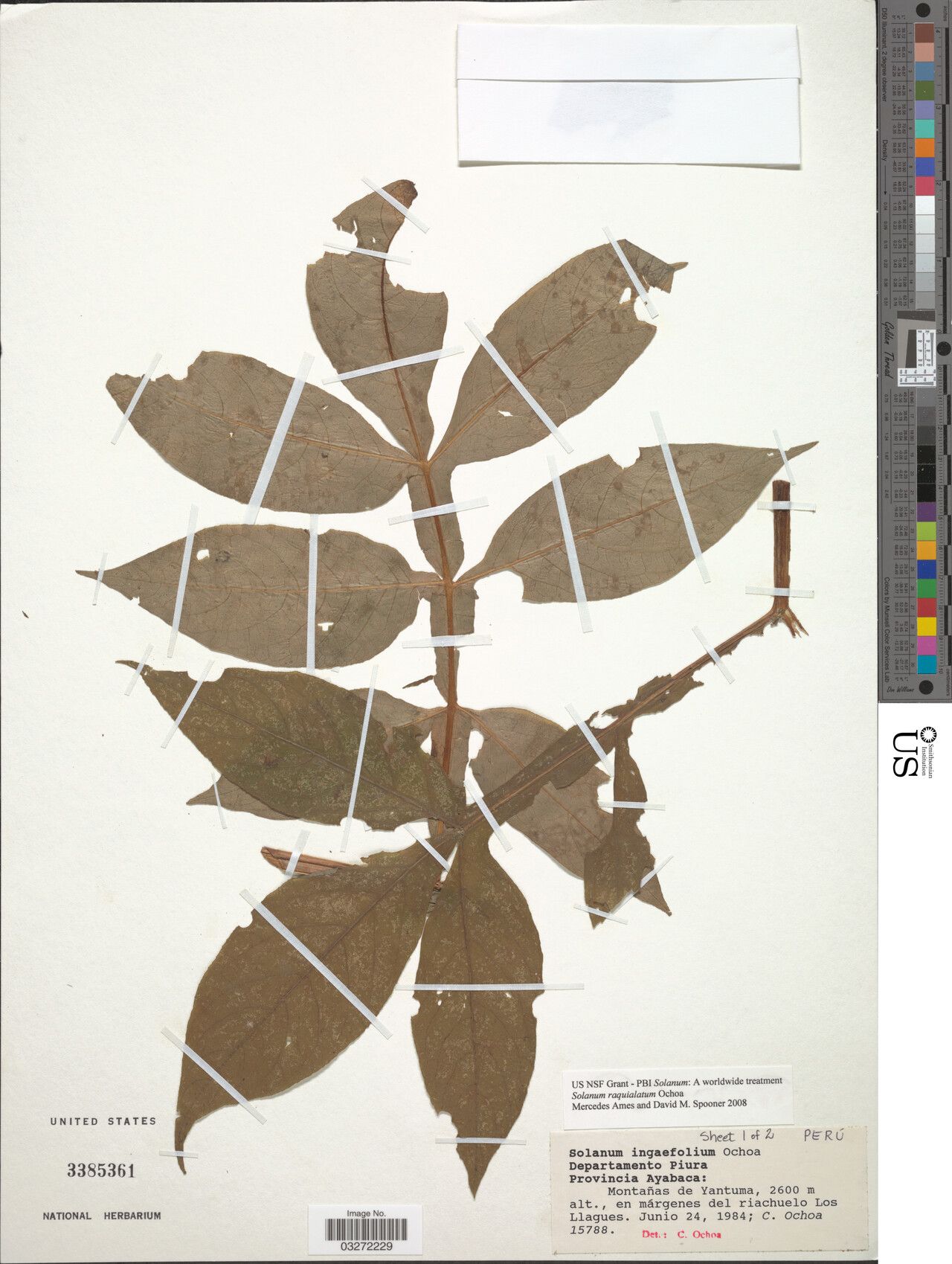 Solanum raquialatum — houseplant care guide