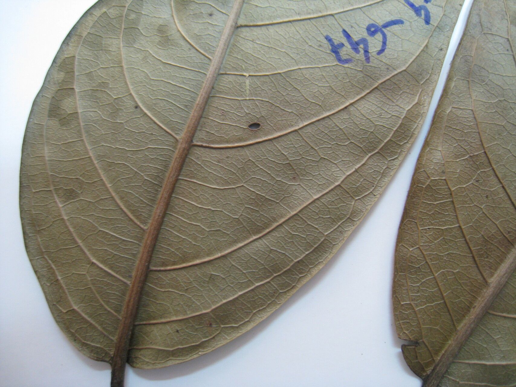 Couratari calycina other