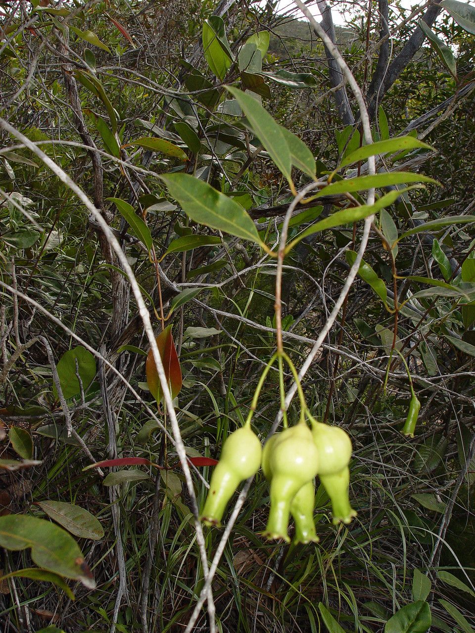 Syzygium laxeracemosum habit