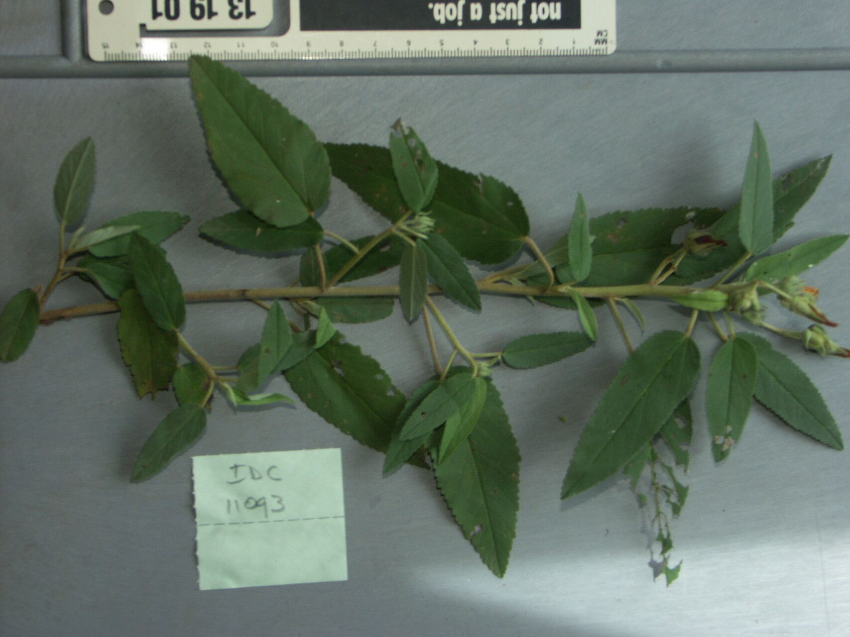 Melhania oblongifolia — houseplant care guide