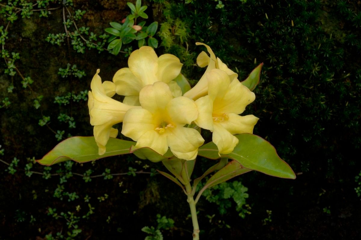 Rhododendron leytense — houseplant care guide