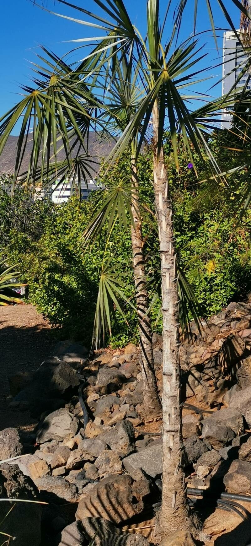 Coccothrinax gracilis habit