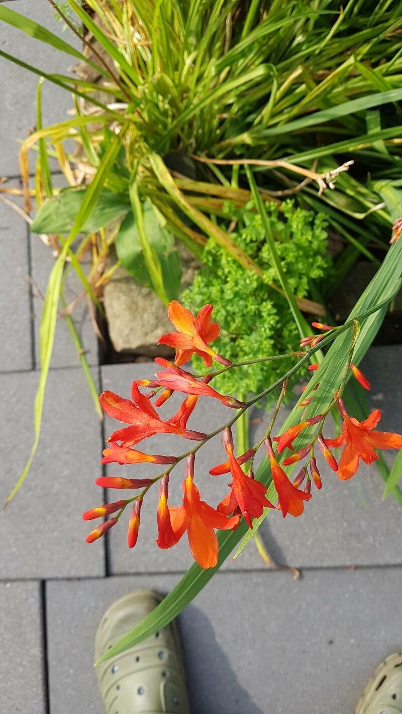 Crocosmia masoniorum flower