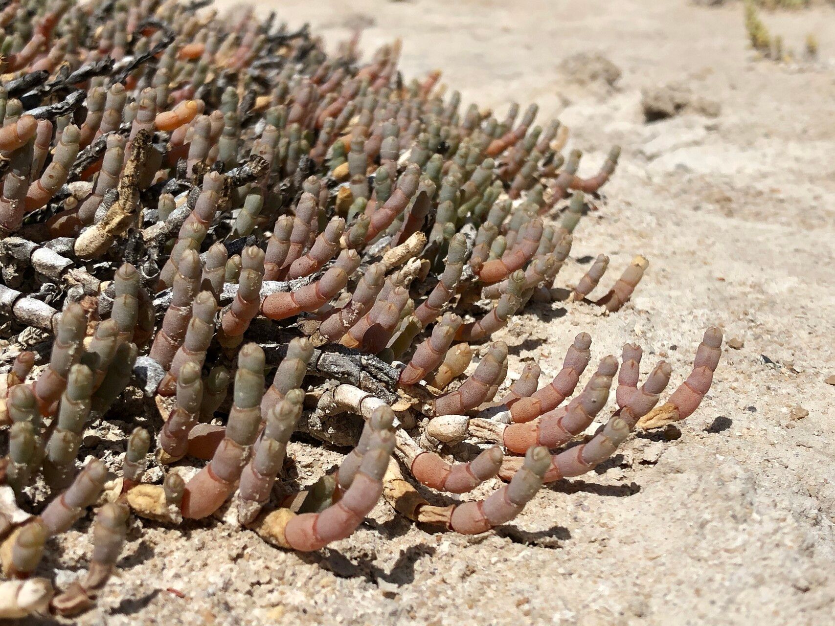 Salicornia pachystachya habit