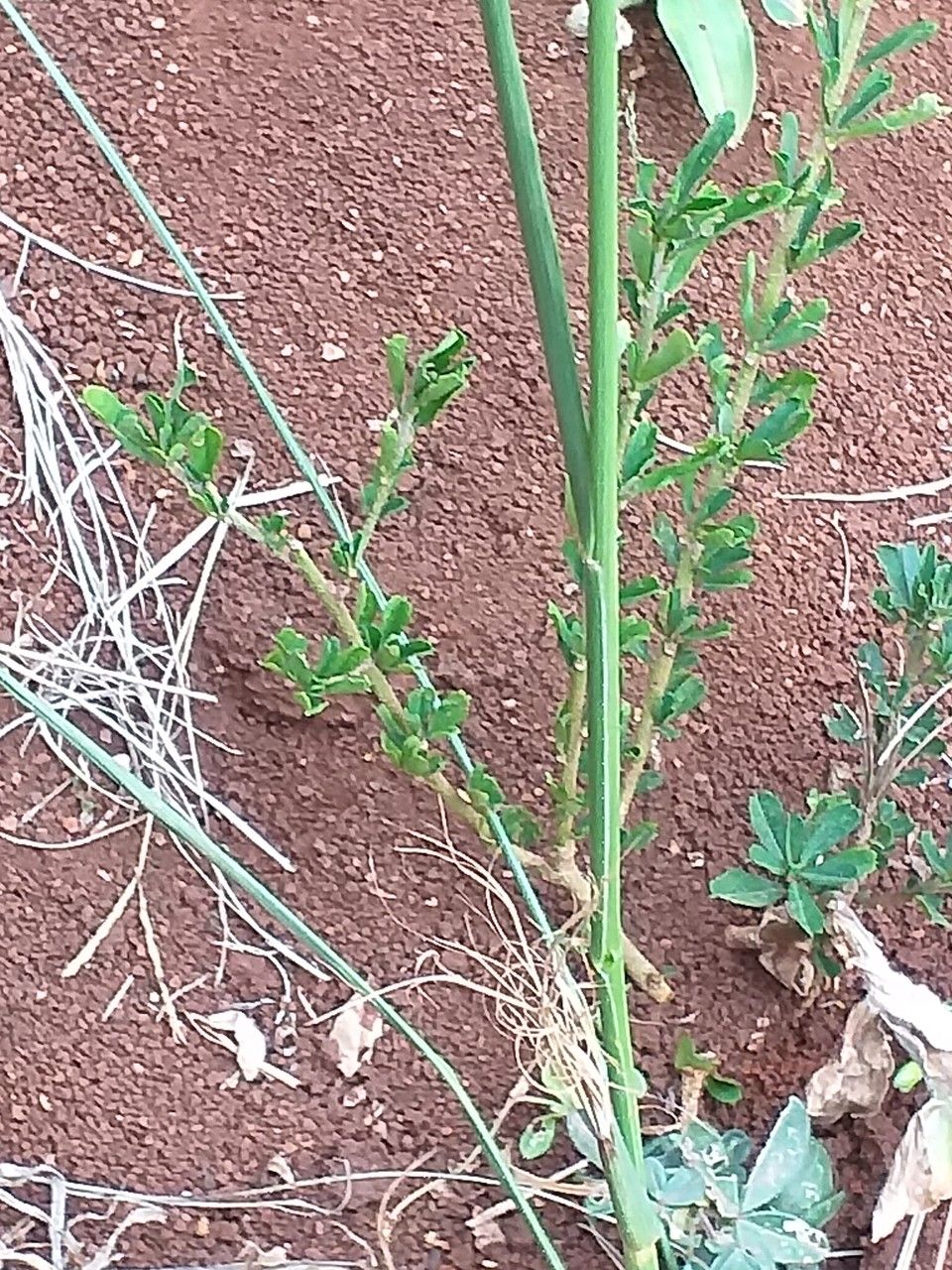 Sporobolus fimbriatus — search result for 'Sporobolus'