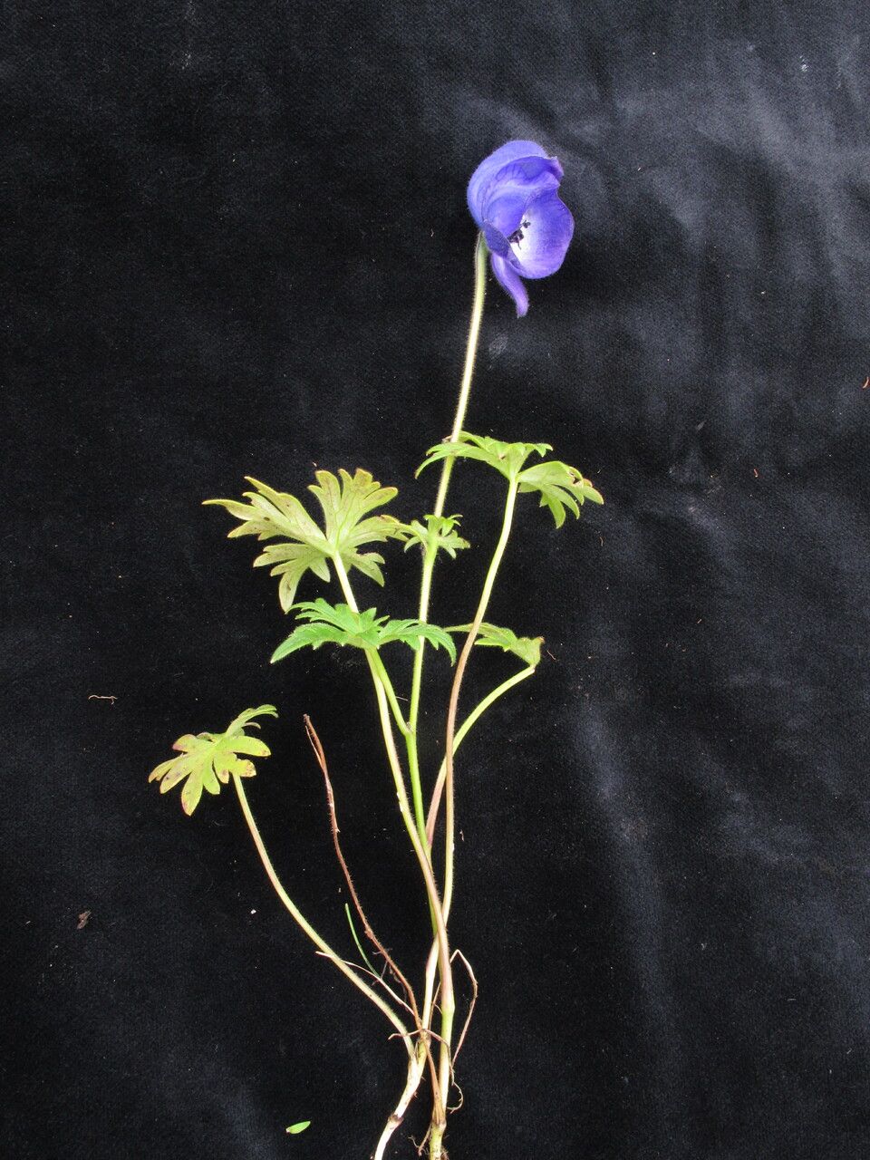 Aconitum hookeri habit
