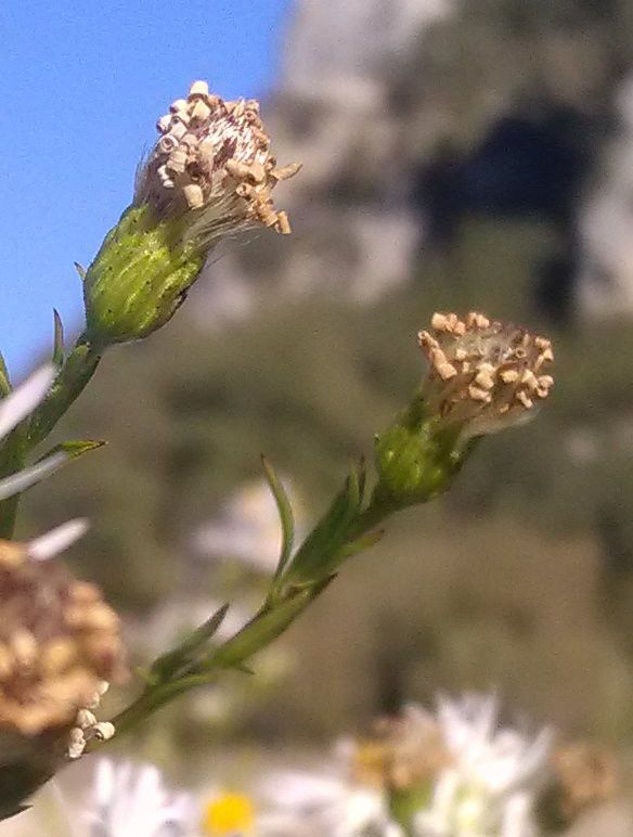 Symphyotrichum × salignum fruit