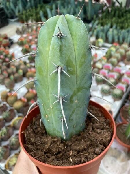 Myrtillocactus cochal bark