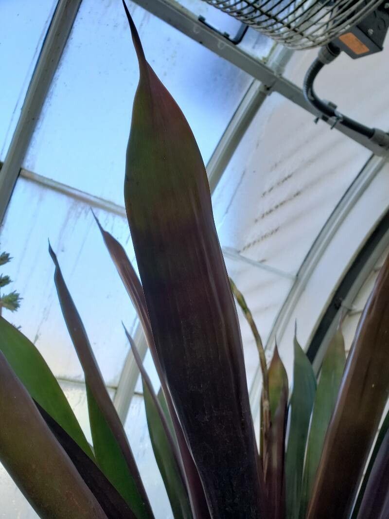 Vriesea sanguinolenta — search result for 'Vriesea'