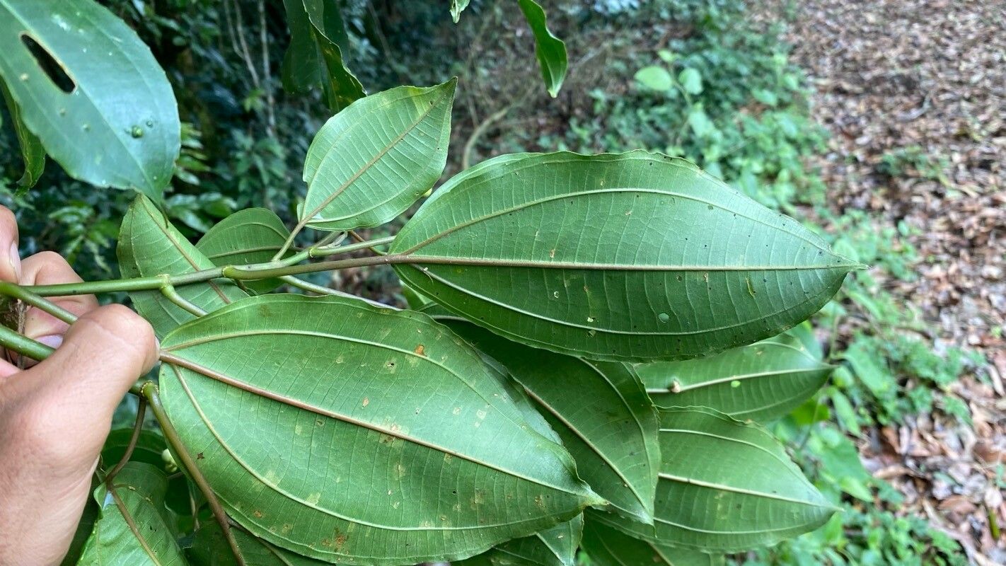 Miconia conochiriquensis leaf