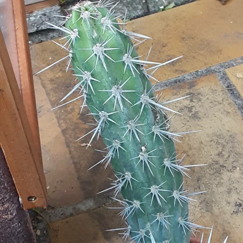 Stenocereus gummosus leaf