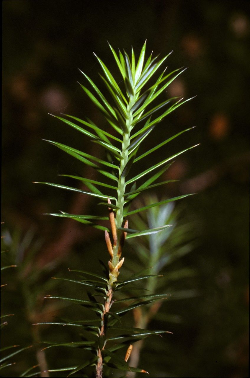 Leptecophylla abietina bark