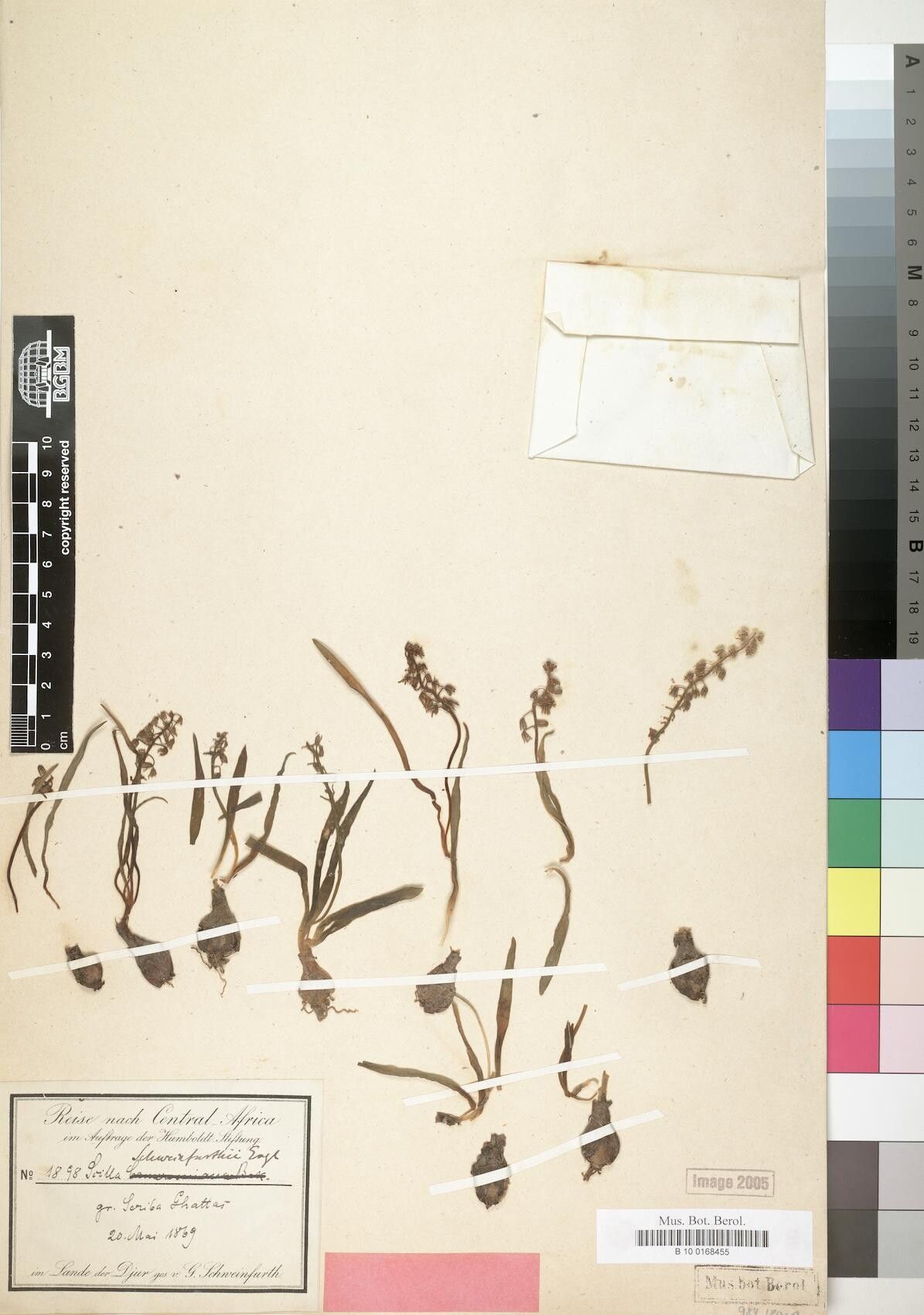 Scilla schweinfurthii — houseplant care guide