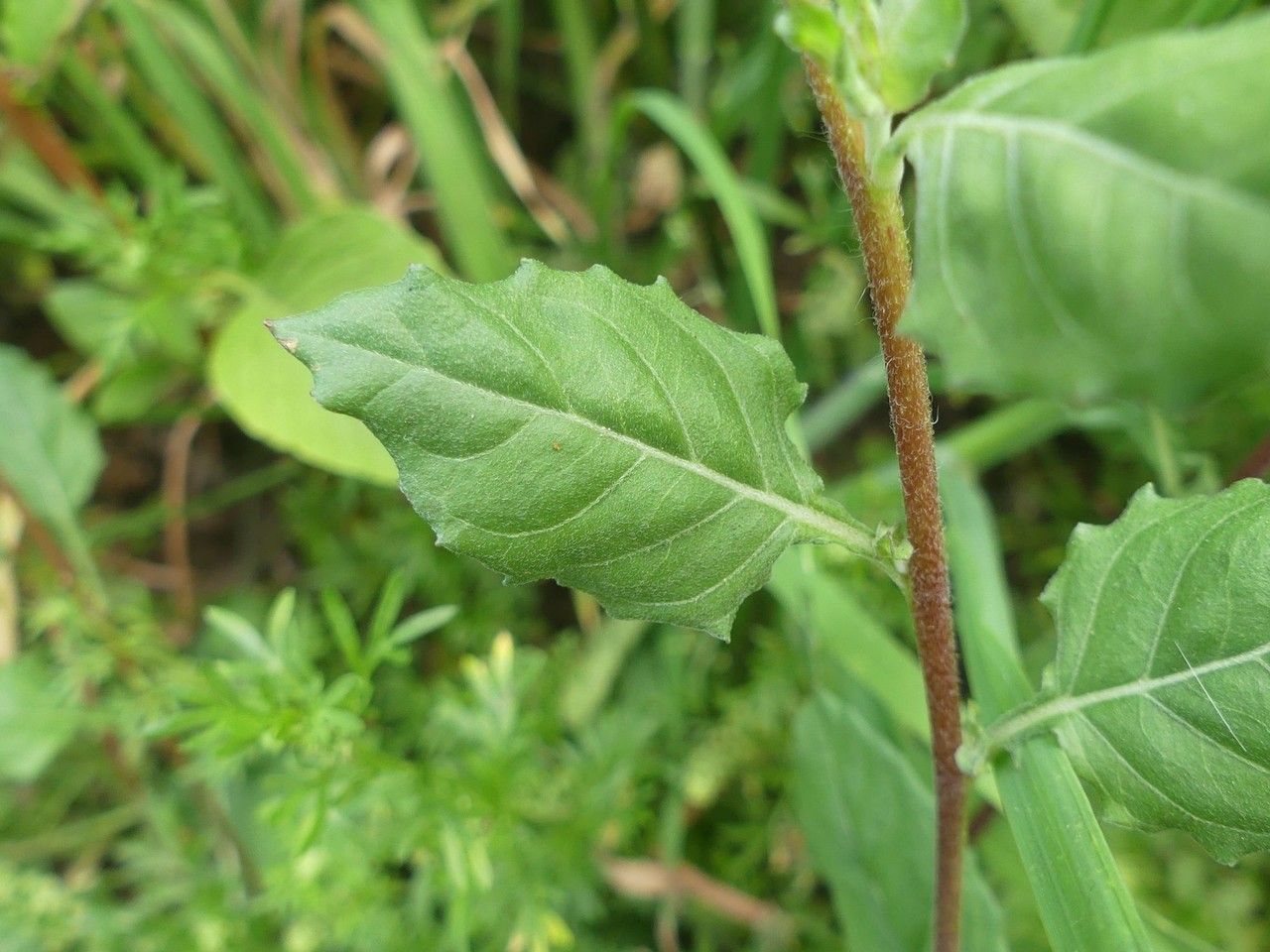 Oenothera rosea leaf