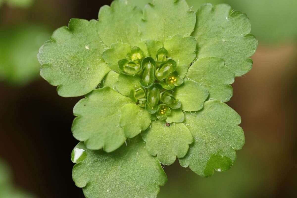 Chrysosplenium japonicum — houseplant care guide