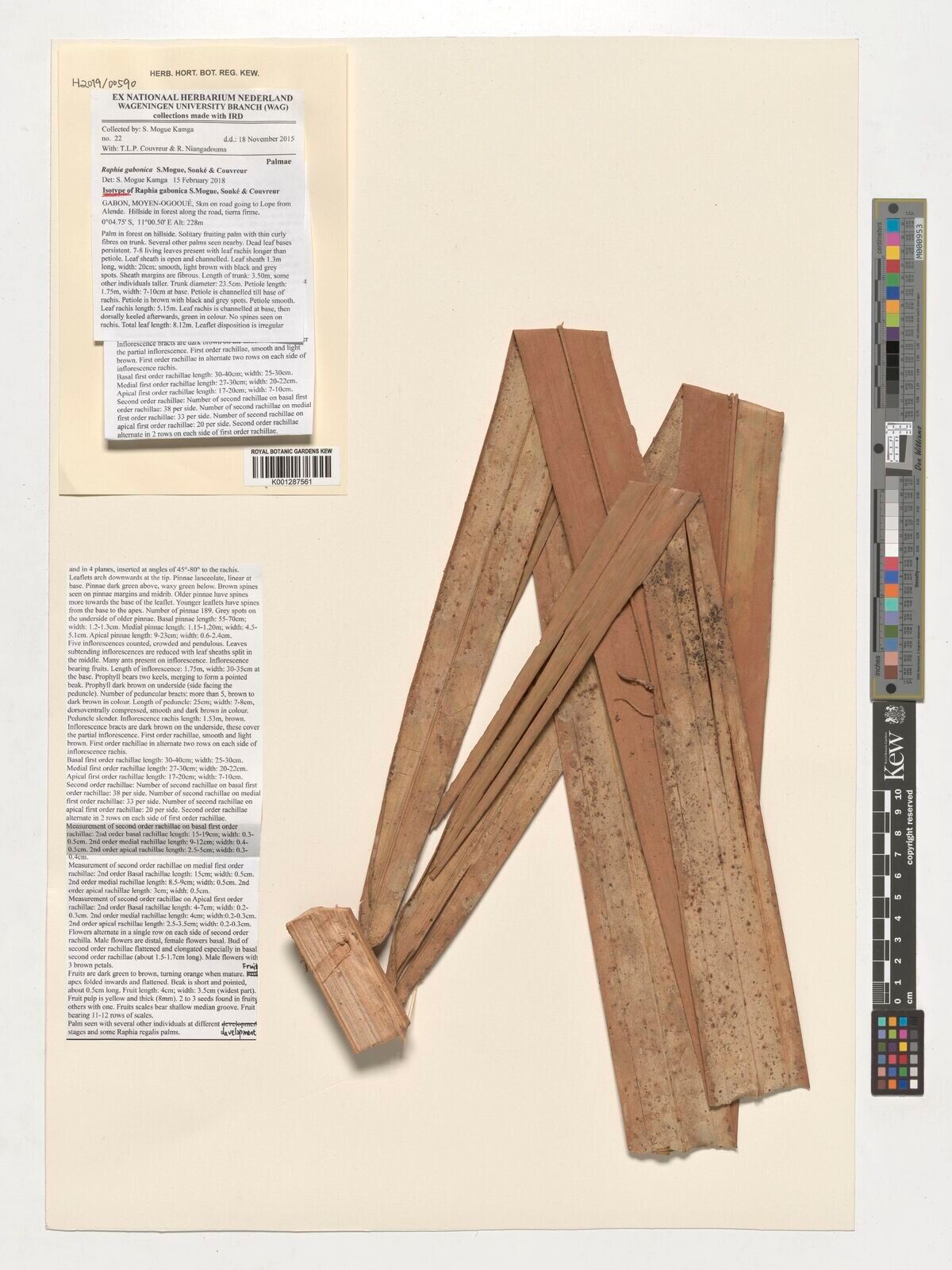 Raphia gabonica — related species from the same genus