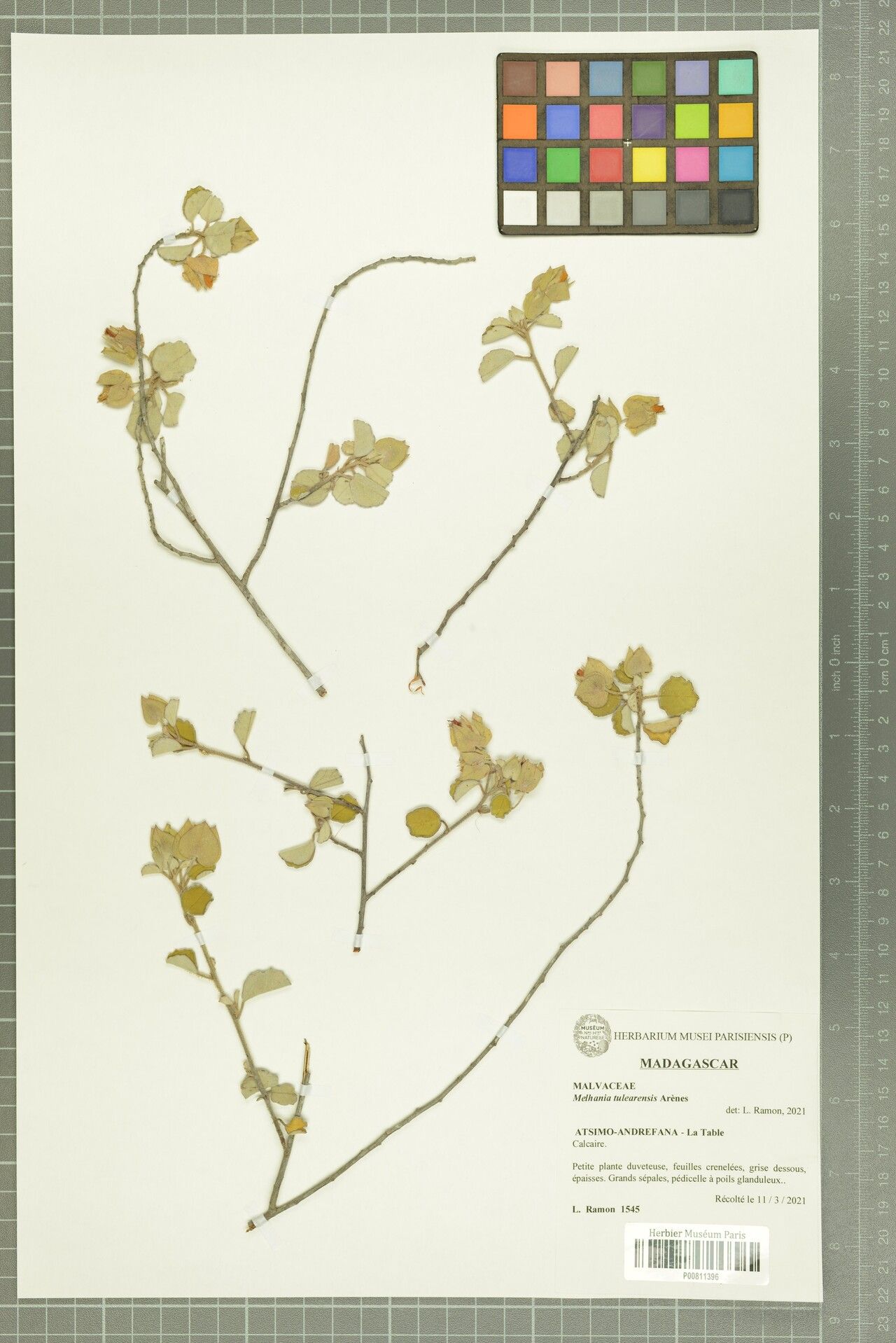 Melhania tulearensis — houseplant care guide