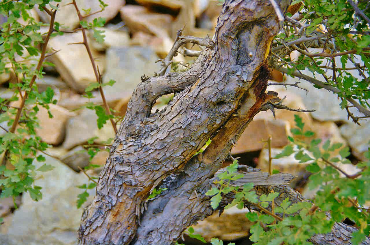 Searsia tripartita bark