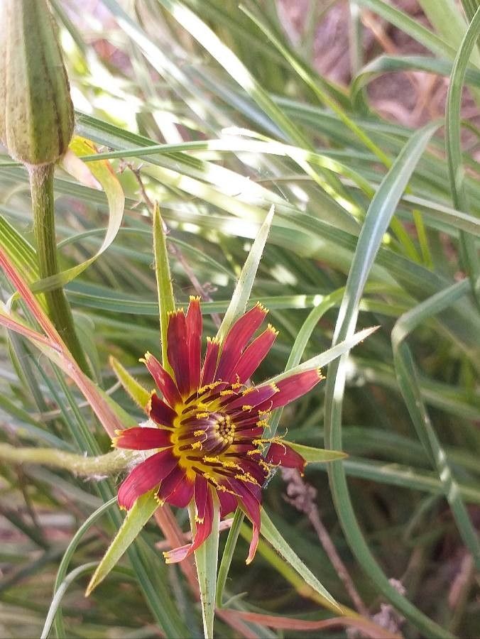 Tragopogon crocifolius flower