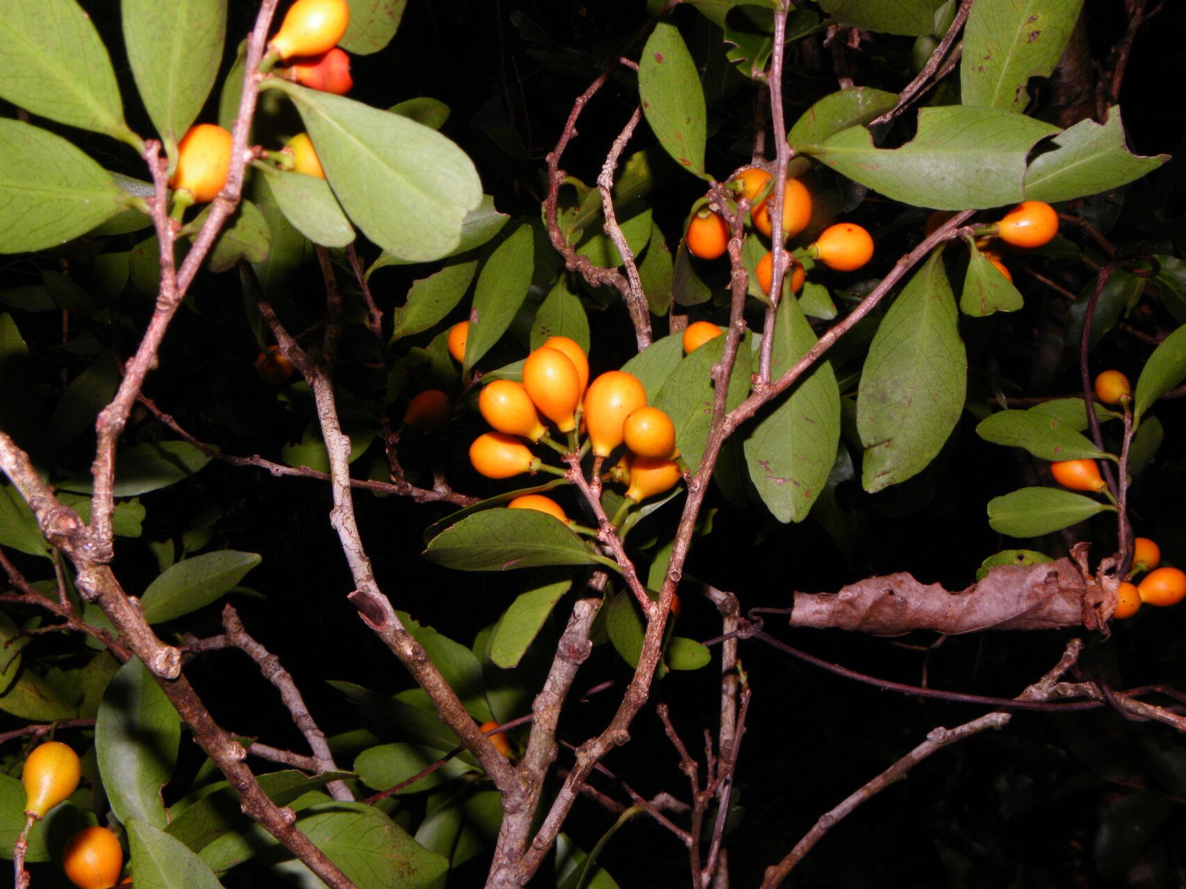 Maytenus segoviarum fruit