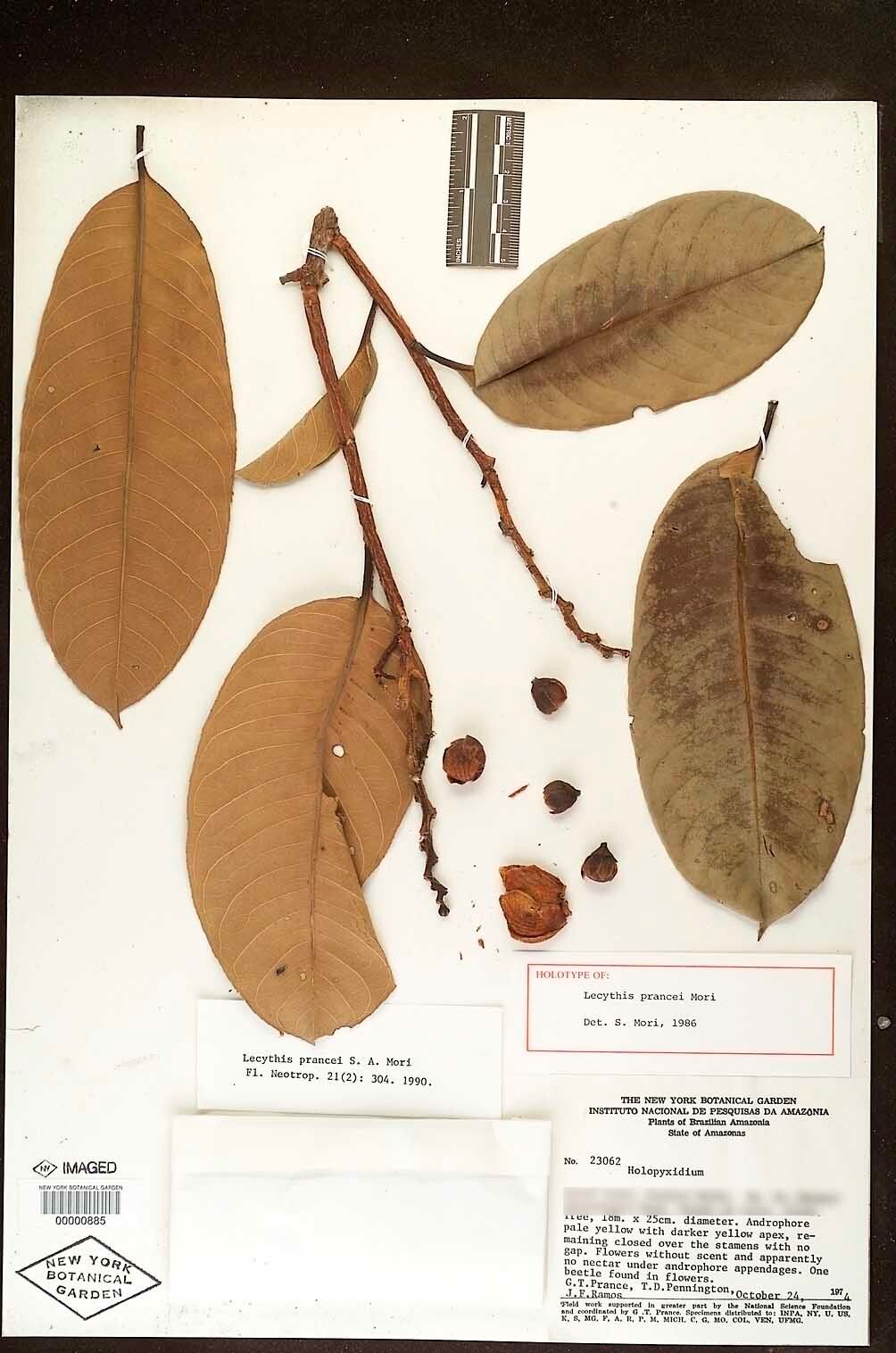 Lecythis prancei — houseplant care guide