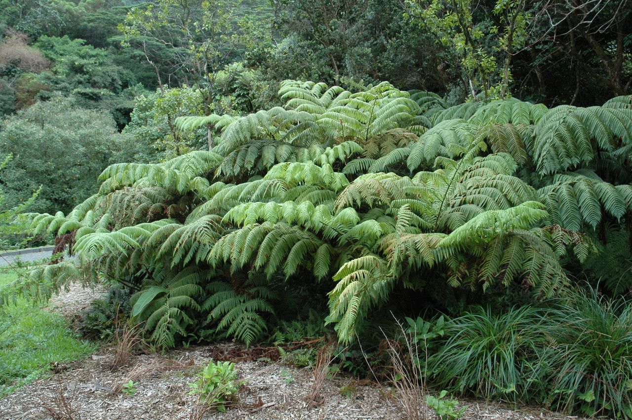 Microlepia strigosa habit