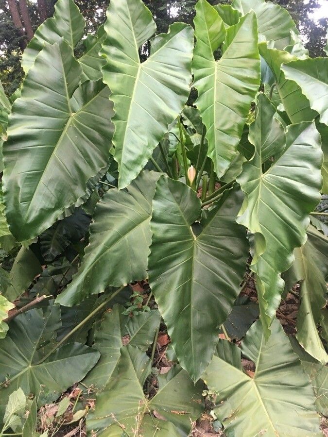 Thaumatophyllum solimoesense habit