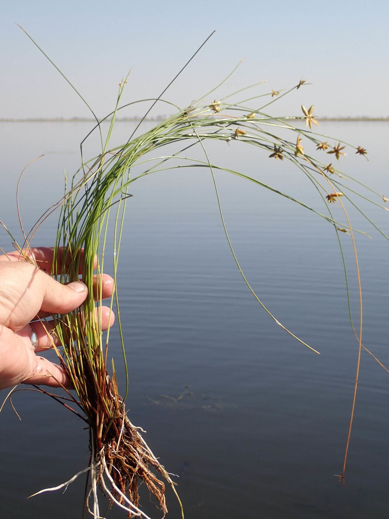 Cyperus pectinatus habit