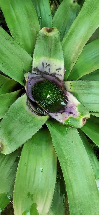 Neoregelia concentrica leaf
