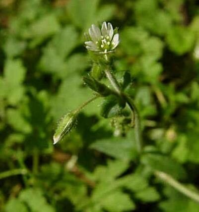 Cerastium holosteoides habit