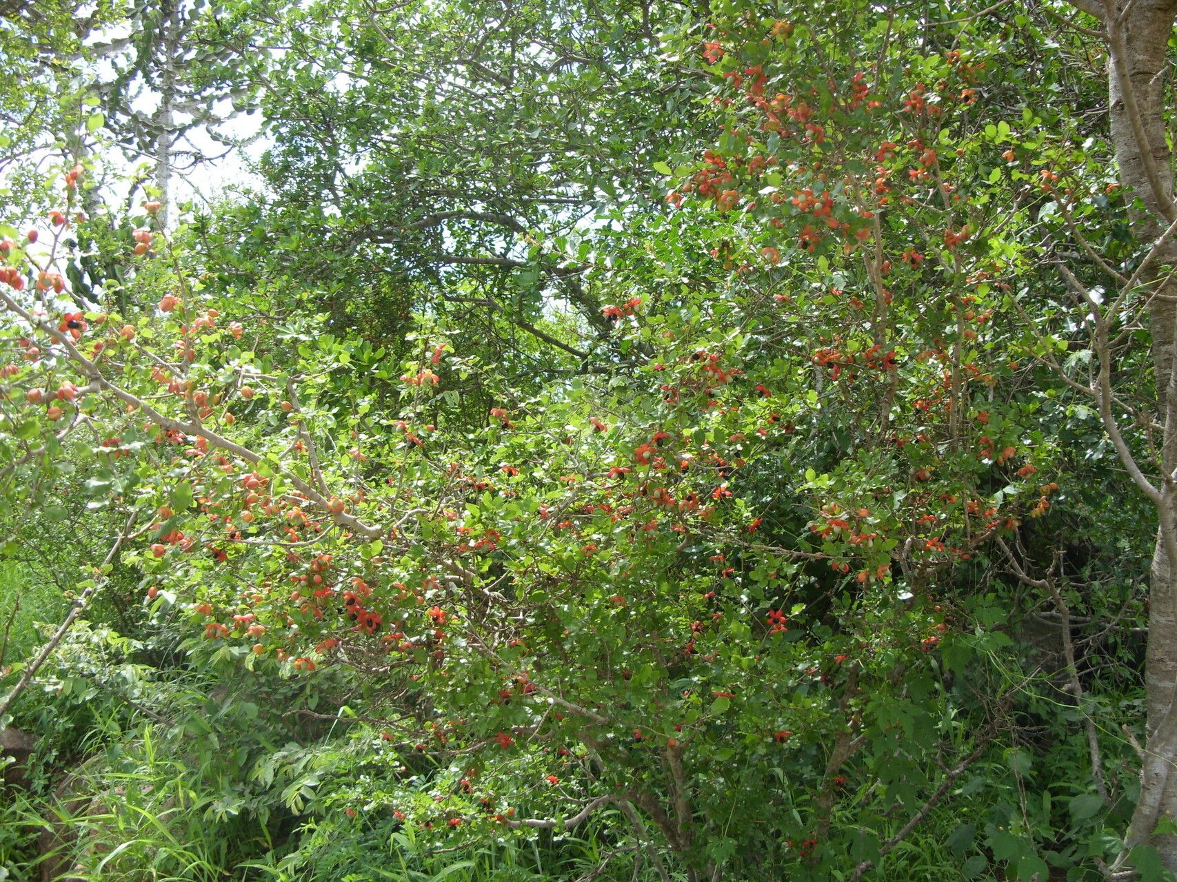 Ochna inermis — houseplant care guide