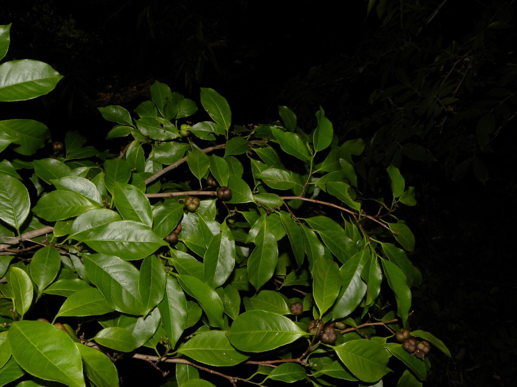 Sebastiania pavoniana fruit