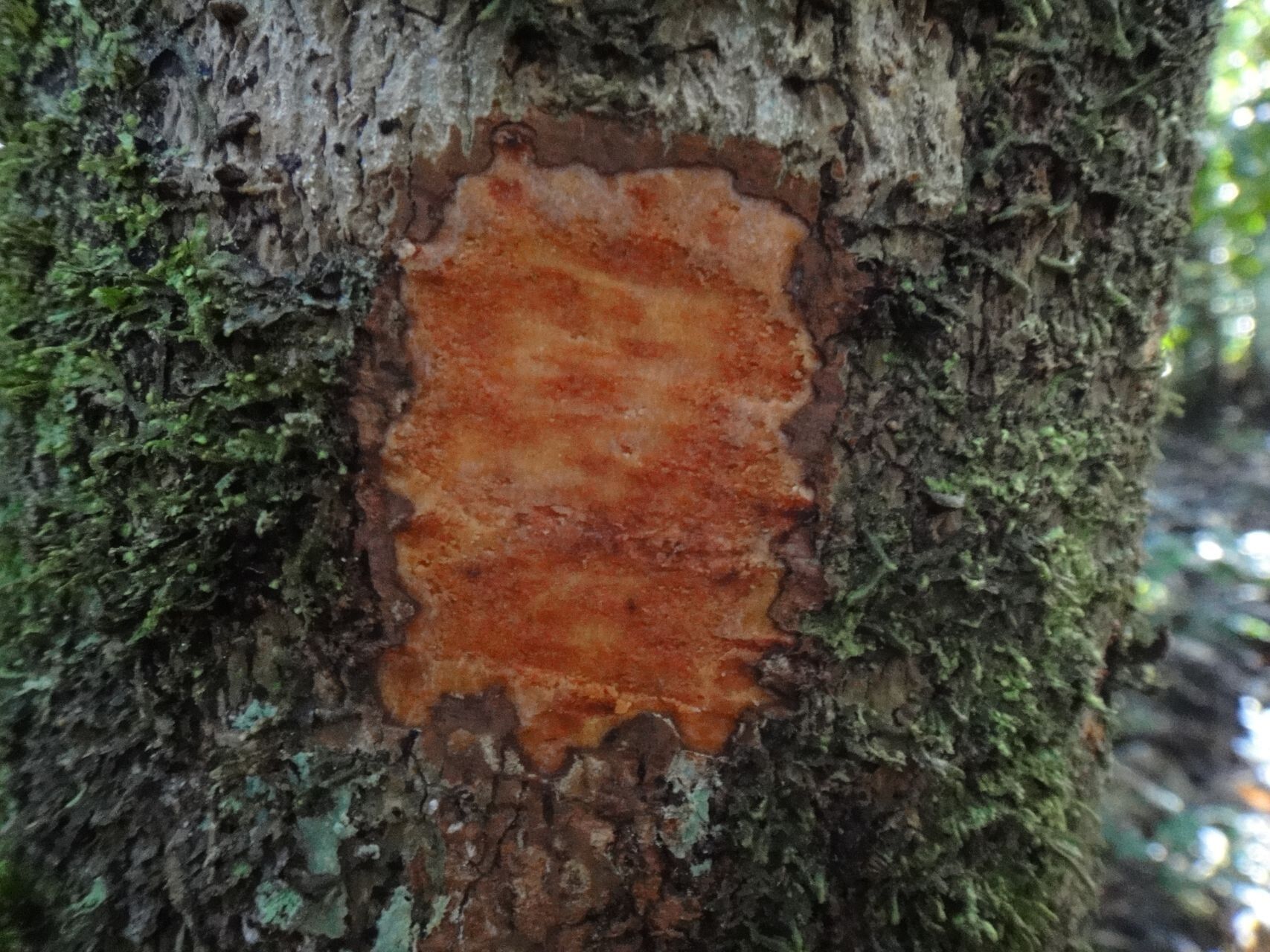 Kermadecia rotundifolia bark