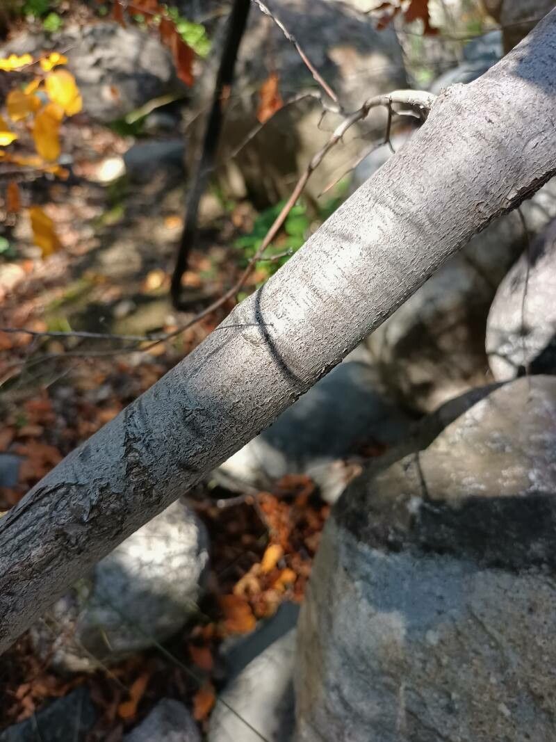 Nothofagus macrocarpa bark