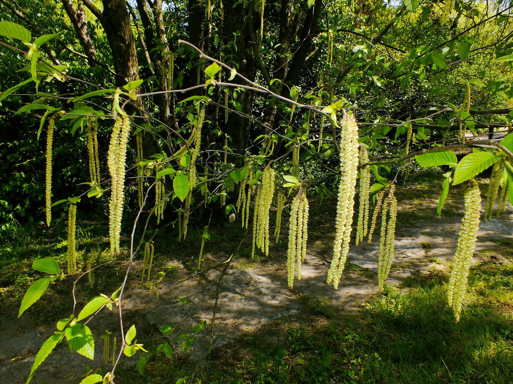 Betula procurva flower